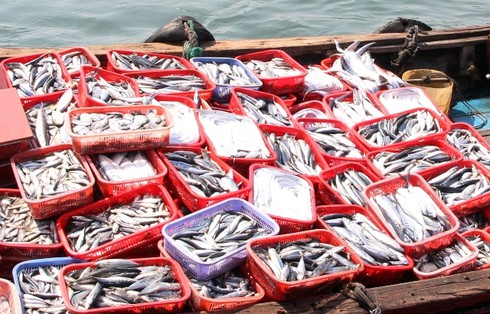 Sự thật về “Cá Quảng Trị nhiễm chất Phenol cực độc” - ảnh 1