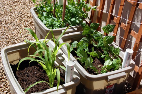 “Nông quan” thất thủ - ảnh 1