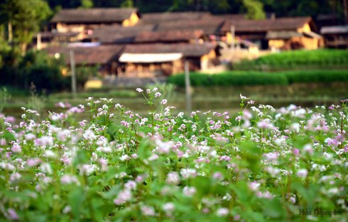 Hà Giang bước vào Lễ hội hoa Tam giác mạch 2016 - ảnh 1