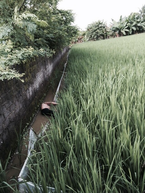 Bẫy chuột chết người - ảnh 1