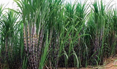 Cô giáo bò ra từ vườn mía sau một đêm bị bạn học cũ sát hại - ảnh 1