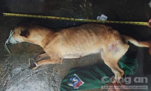 Hung thủ thừa nhận giết người từ vết bằm trên chân… con chó - ảnh 2
