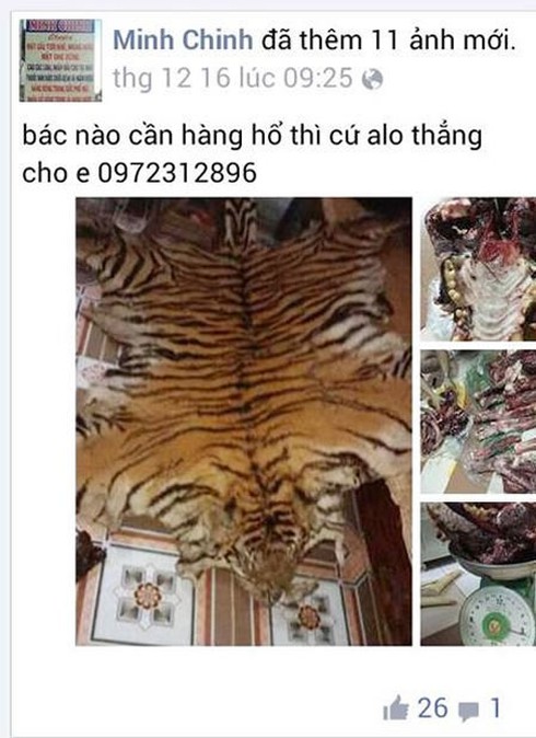 Rao bán hổ, tay gấu và động vật hoang dã trên facebook - ảnh 2
