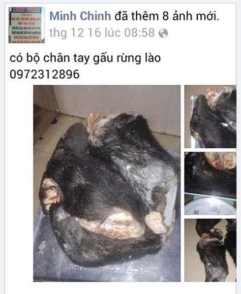 Rao bán hổ, tay gấu và động vật hoang dã trên facebook - ảnh 3