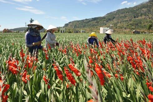 Lay ơn nở sớm phải nhổ bỏ cho bò ăn - ảnh 1