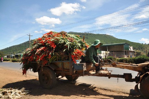 Lay ơn nở sớm phải nhổ bỏ cho bò ăn - ảnh 2