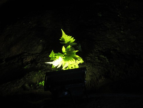 Ngất ngây với động Thiên Đường - ảnh 3