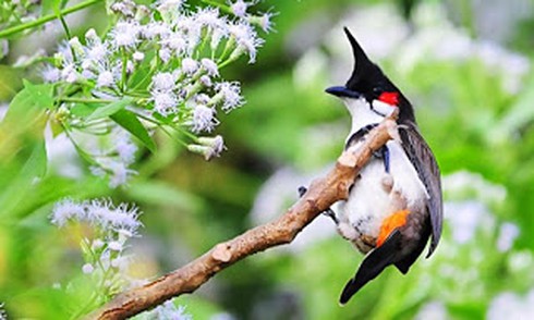 Shop TIN 26/2: Cao thì sao? Mất chim làm thế nào? Lý lẽ xử đái bậy (!) - ảnh 10