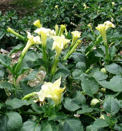 Ăn hoa cà dại, 4 người ngộ độc - ảnh 1