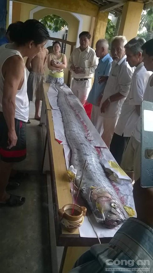 Phát hiện cá hố ‘khủng’ trôi trên biển ở Đà Nẵng - ảnh 1