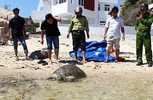 Cán bộ Vườn quốc gia Núi Chúa bị đâm tử vong - ảnh 1