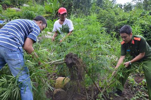 Trồng hàng ngàn cây cần sa trên núi ở Vũng Tàu - ảnh 1