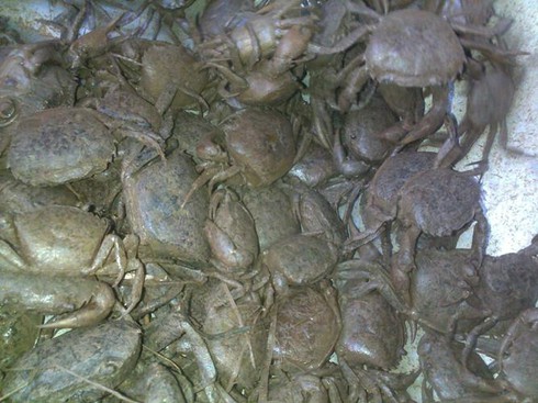 Phù phép cua đồng giả đánh lừa người mua - ảnh 2