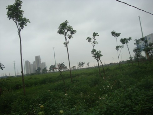 BĐS vốn ngoại: Dự án ngàn tỷ chỉ để... nuôi cỏ - ảnh 5