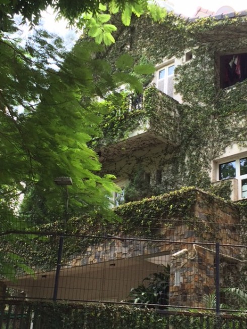 Hà Nội: Rộ mốt “ngụy trang” biệt thự tiền tỉ bằng dây leo - ảnh 2