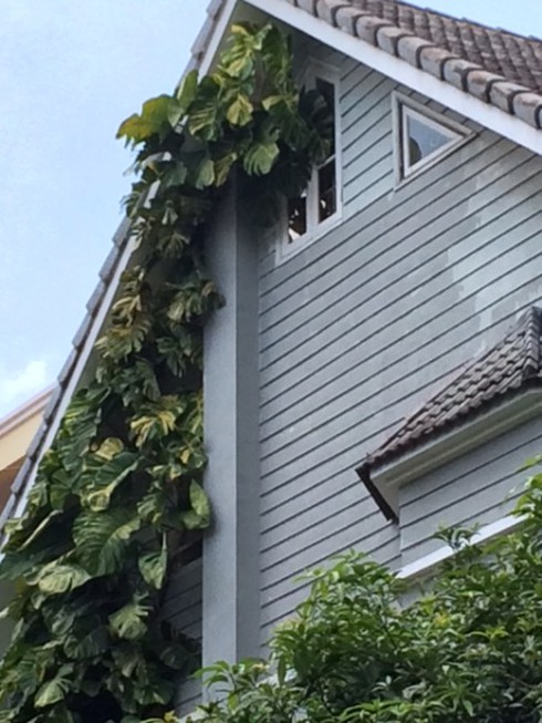 Hà Nội: Rộ mốt “ngụy trang” biệt thự tiền tỉ bằng dây leo - ảnh 6