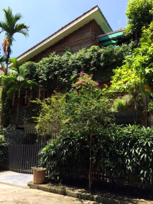 Hà Nội: Rộ mốt “ngụy trang” biệt thự tiền tỉ bằng dây leo - ảnh 8