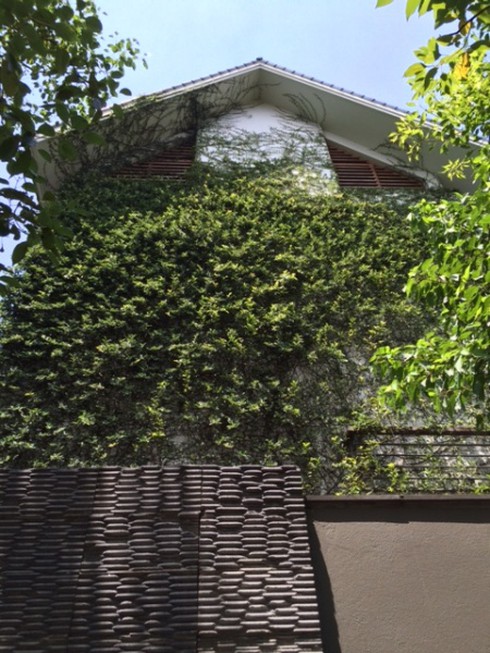 Hà Nội: Rộ mốt “ngụy trang” biệt thự tiền tỉ bằng dây leo - ảnh 9