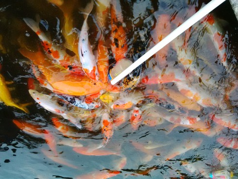 Cá “bú bình” ngộ nghĩnh xuất hiện ở Việt Nam - ảnh 2