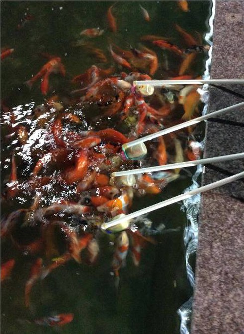 Cá “bú bình” ngộ nghĩnh xuất hiện ở Việt Nam - ảnh 4