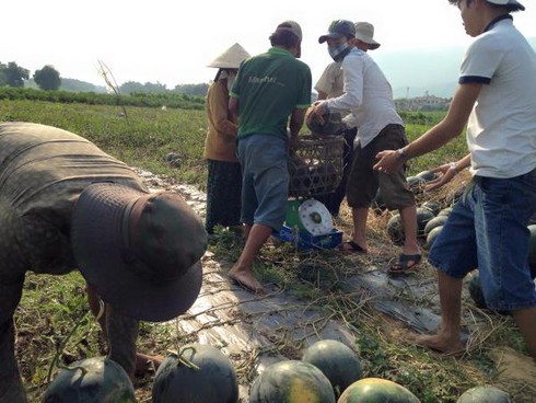 Người Hà Nội bán dưa hấu giúp nông dân Quảng Nam bằng cả tấm lòng - ảnh 2