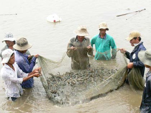 Bến Tre và Thừa Thiên Huế được hỗ trợ phòng, chống dịch bệnh thủy sản - ảnh 1