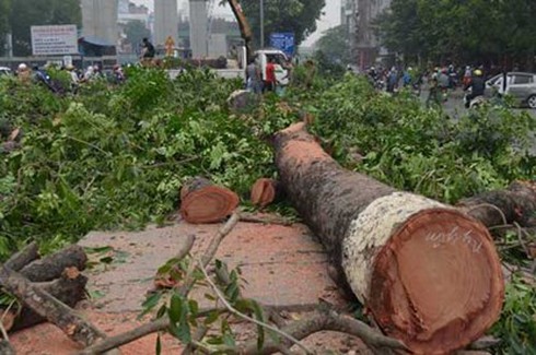Hà Nội: Vì sao việc thay thế cây xanh không được chất vấn ở kỳ họp HĐND? - ảnh 1