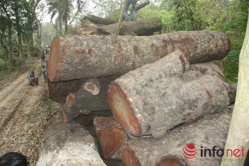 Vụ Hà Nội chặt cây xanh: Cảnh cáo Phó Giám đốc Sở Xây dựng - ảnh 1