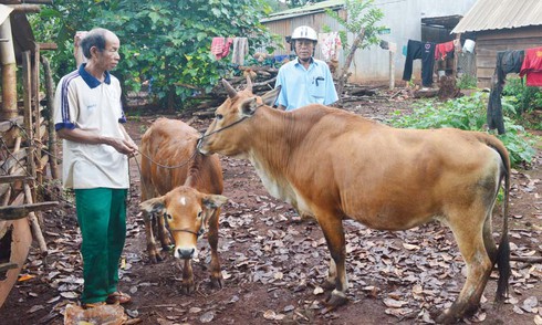 Gia Lai: Hộ nghèo DTTS giảm dần từ dự án IFAD - ảnh 1