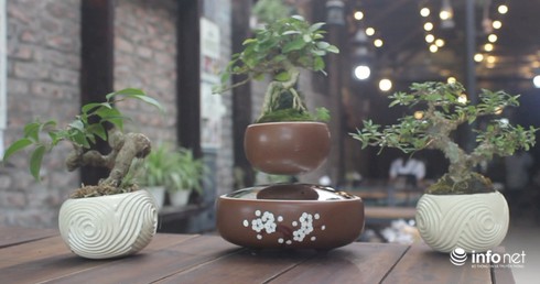 Độc, lạ chơi Tết: Bonsai bay lơ lửng giá vài triệu đồng hút khách - ảnh 1