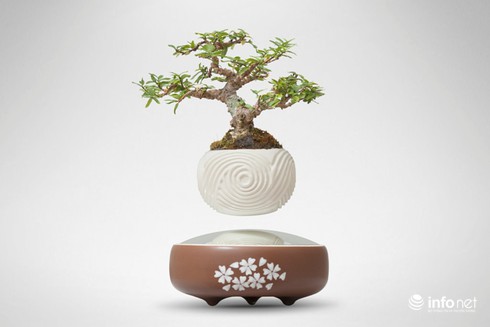 Độc, lạ chơi Tết: Bonsai bay lơ lửng giá vài triệu đồng hút khách - ảnh 2