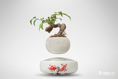 Độc, lạ chơi Tết: Bonsai bay lơ lửng giá vài triệu đồng hút khách - ảnh 3