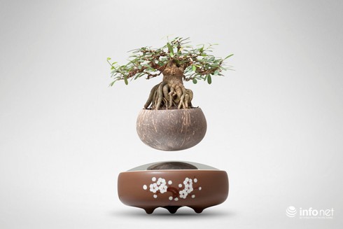 Độc, lạ chơi Tết: Bonsai bay lơ lửng giá vài triệu đồng hút khách - ảnh 4