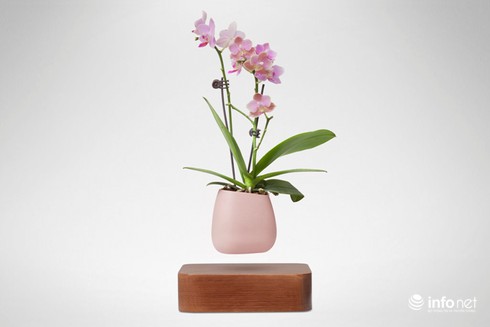 Độc, lạ chơi Tết: Bonsai bay lơ lửng giá vài triệu đồng hút khách - ảnh 5