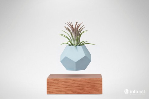 Độc, lạ chơi Tết: Bonsai bay lơ lửng giá vài triệu đồng hút khách - ảnh 8