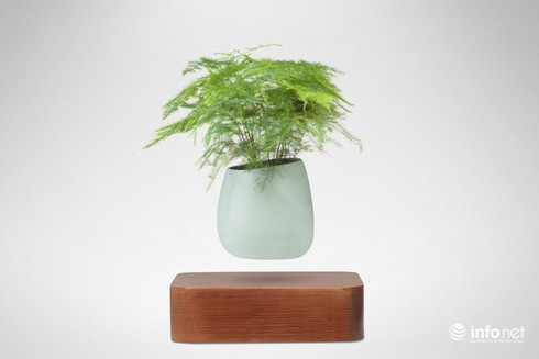 Độc, lạ chơi Tết: Bonsai bay lơ lửng giá vài triệu đồng hút khách - ảnh 6