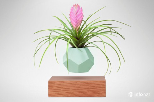 Độc, lạ chơi Tết: Bonsai bay lơ lửng giá vài triệu đồng hút khách - ảnh 7