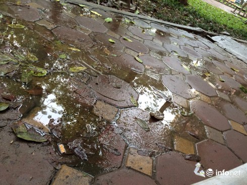 Hãi hùng bể nước chung cư bị ngấm nước bể phốt, bốc mùi nồng nặc - ảnh 4