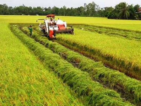 Báo Mỹ: Vì sao lúa gạo Việt Nam 