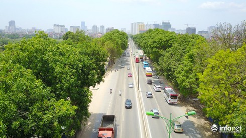 Bí thư Hà Nội yêu cầu “tránh lạm dụng” khi di dời 1.300 cây xanh - ảnh 2