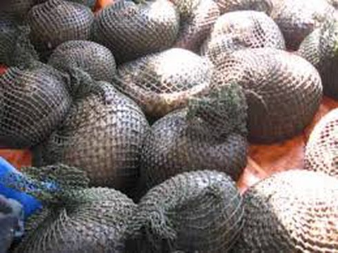 Gải cứu 19 cá thể tê tê chuẩn bị xuất lậu sang Trung Quốc - ảnh 1