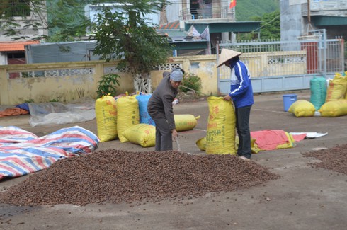 Thương lái Trung Quốc trở mặt, tư thương Việt lỗ nặng - ảnh 1