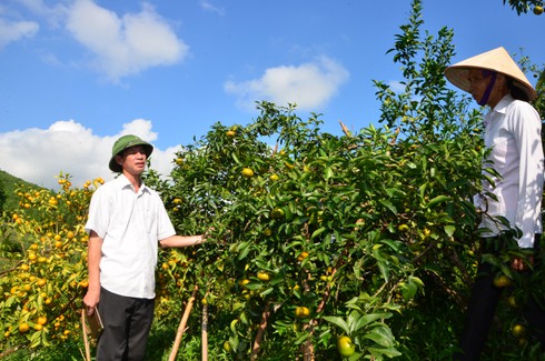Làng cam nổi tiếng được mùa với cách chăm bón lạ - ảnh 5