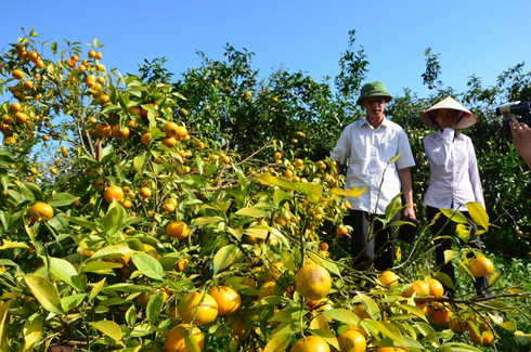 Làng cam nổi tiếng được mùa với cách chăm bón lạ - ảnh 1