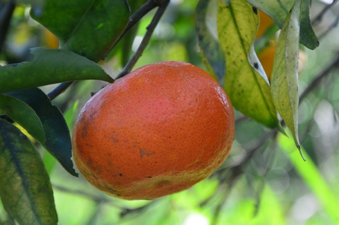 Làng cam nổi tiếng được mùa với cách chăm bón lạ - ảnh 2