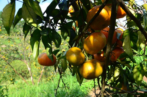 Làng cam nổi tiếng được mùa với cách chăm bón lạ - ảnh 3