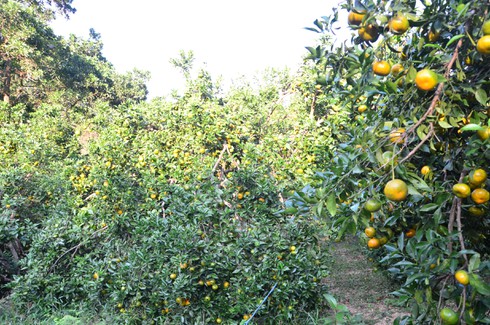 Làng cam nổi tiếng được mùa với cách chăm bón lạ - ảnh 4