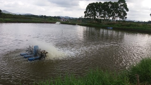 Quảng Ninh: Tôm chết hàng loạt, người nuôi bán vội tôm non - ảnh 4