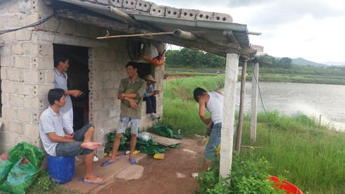 Quảng Ninh: Tôm chết hàng loạt, người nuôi bán vội tôm non - ảnh 1