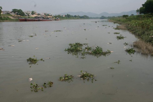 Đã tìm ra nguyên nhân cá chết hàng loạt trên sông Thương - ảnh 2